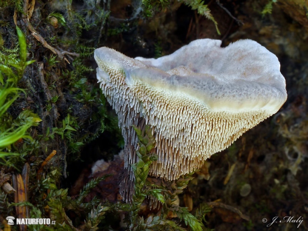 Bläulicher Korkstacheling (Hydnellum caeruleum)