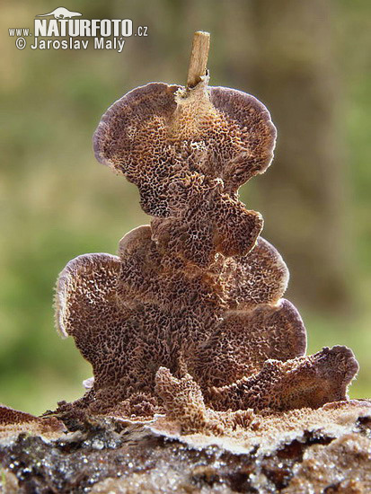 Dunkler Lederporling (Trichaptum abietinum)