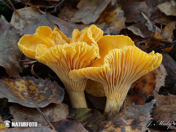 Echter Pfifferling Bilder, Echter Pfifferling Fotos | NaturFoto