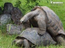 Aldabra-Riesenschildkröte