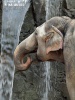 Asiatische Elefant