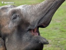 Asiatische Elefant