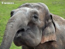 Asiatische Elefant