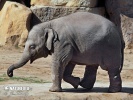 Asiatische Elefant