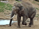Asiatische Elefant