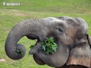 Asiatische Elefant