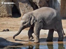 Asiatische Elefant