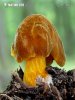 Dachpilz - Pluteus flavofuligineus