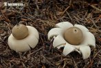 Gasterales (Homobasidiomycetes (Gasterales))