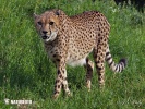 Gepard