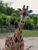 Giraffa camelopardalis rothschildi