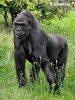 Gorilla