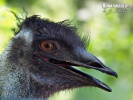 Großer Emu