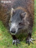 Hutia-konga