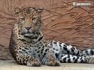 Java-Leopard