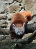 Kleiner Roter Panda, Katzenbär, Bärenkatze
