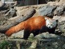 Kleiner Roter Panda, Katzenbär, Bärenkatze