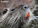 Nutria, Sumpfbiber