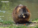 Nutria, Sumpfbiber