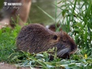 Nutria, Sumpfbiber