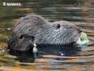 Nutria, Sumpfbiber