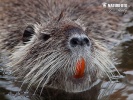 Nutria, Sumpfbiber