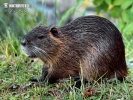 Nutria, Sumpfbiber