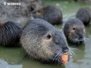 Nutria, Sumpfbiber