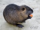 Nutria, Sumpfbiber