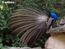 Pfau