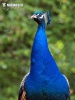 Pfau