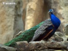 Pfau