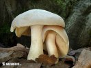 Blätterpilze (Homobasidiomycetes (Agaricales))