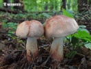 Ritterling - Tricholoma fusipes