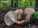Ritterling - Tricholoma fusipes