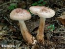 Ritterling - Tricholoma fusipes