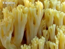 Rosagelbe Buchen-Koralle
