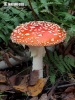 Roter Fliegenpilz