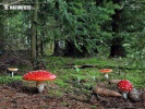 Roter Fliegenpilz