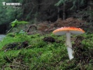 Roter Fliegenpilz