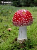 Roter Fliegenpilz