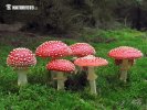 Roter Fliegenpilz