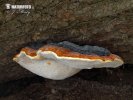 Porenpilze (Homobasidiomycetes (Aphyllophoralles))