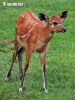 Sitatunga antelope