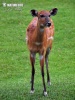 Sitatunga antelope