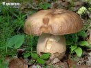 Röhrenpilze (Homobasidiomycetes (Boletales))