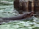 Südafrikanischer Seebär