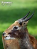 Weißnacken Moorantilope