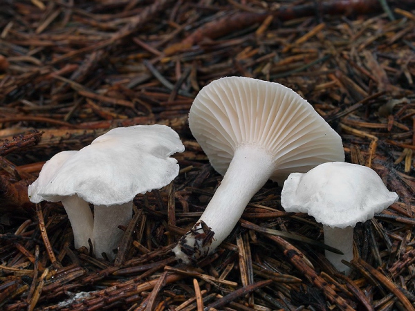 Fichtenschneckling (Hygrophorus piceae)