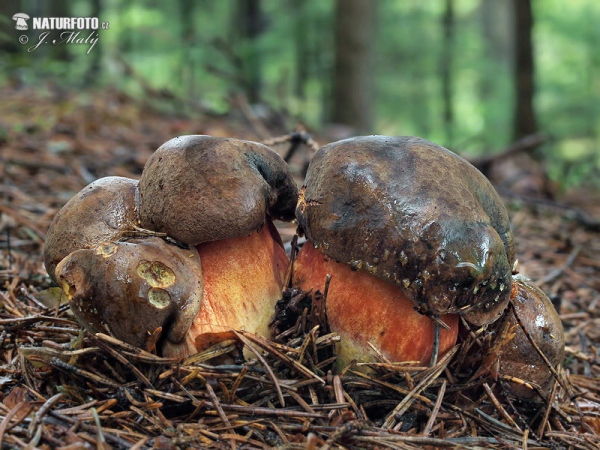 Flockenstieliger Hexenröhrling (Neoboletus erythropus)